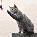 猫がつい『さわりたくなってしまう』4つのもの　危ないものは手の届か…