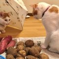 お芋屋さんを開いた猫さんの閉店後の姿公開。「実態」に衝撃が走る！