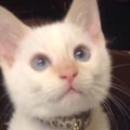 『白猫だと思って飼い始めたら……』成長後→まったく別の色に変わった『…