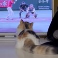 『野球観戦をする猫』を見ていたら…ボールが投げられた次の瞬間→可愛すぎ…
