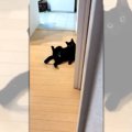 『これは吹き出しちゃう笑』黒猫ちゃんの予想外なポーズに思わず爆笑…