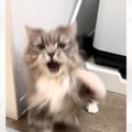 「可愛すぎて笑えるｗｗｗ」猫のことをドライヤーしていたら、突然…『予想…