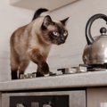 猫が『キッチン』に侵入したがる3つの理由　トラブルを防ぐための対処法も…