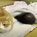 可愛い妹守り隊！娘ちゃんのそばを離れない頼もしい兄弟猫くんたち