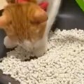 猫トイレの砂を新しいものに交換していると…猫がとった『かわいい行動』に…