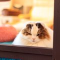 猫が『ふてくされる』ときによくある原因５つ