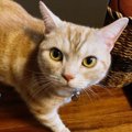 猫が飼い主を『監視』するタイミング５つ