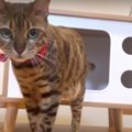 5歳になった猫ちゃん♡誕生日プレゼントは気に入ってくれるかな？