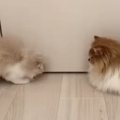 廊下の隅にいた『子猫と先輩猫』→子猫が『体を丸めた』次の瞬間…驚きの行…