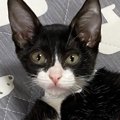 病院で体重の増加が判明した猫→子猫時代を見返したら…別猫級の『衝撃ビフ…