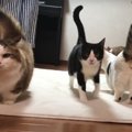 どんな小さな『おやつ』の声も聞き逃さない猫一家