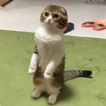 立ち上がって伝えたかったこと…しぐさがかわいい猫さん！