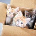 『売れ残った猫』の行く末は？彼らのために、私たちにできる4つのこと