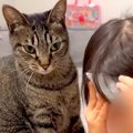 熱が出てつらそうな６歳の女の子→ネコがそばに寄り添い続けて…『家族…