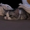 『ぺちゃんこになっていた子猫』が起き上がると…思わず声が出る『たまらな…