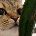 飼い主さんが食べている『きゅうりの匂いを嗅いだ猫』が、次の瞬間…予…