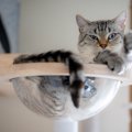 猫にとっての『ベストポジション』に設置したい4つのアイテム　快適に…