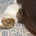 顔を埋めてくる飼い主さんに反撃の猫さん！