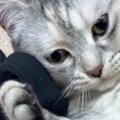 床に落ちている『お兄ちゃんのアームカバー』を見つけた猫…まさかの展…