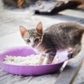 猫が食べ過ぎる時の対策、正しい餌の与え方