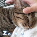 寝ている猫ちゃんにイタズラするも…？