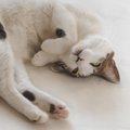 猫の飼い主さん必見！『またたび』の正しい知識完全ガイド