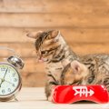 猫の『体内時計』が正確なワケ3選　起きる時間やご飯タイム…猫らの規…
