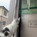 放っておいたら危険な愛猫の4つの行動