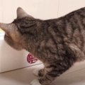 『ビクビク…！』発泡スチロールに怯える猫ちゃん