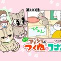 半分アメショのつくねとコナン【第103話】 「お気に入りの場所」