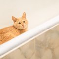 猫が命を落としかねない『超危険な場所』4選　家の中に潜むリスクや事故を…