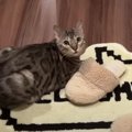 玄関で待ち伏せする猫ちゃん。帰宅した飼い主さんへの“ツンデレ男子”…