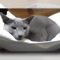 布を食べてしまう愛猫の意外な気遣いに涙｜LAYLAのペットリーディング