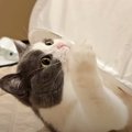 夏の夜、飼い主と猫たちが庭でピクニック→部屋に戻ろうとしたら…１匹が見…
