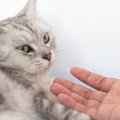 猫からの信頼を失う『飼い主の裏切り行為』3選　愛猫と関係修復するための…
