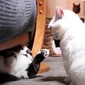 遊び？本気？先輩猫さんに強気な白猫ちゃん！