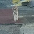 『鳴きながら歩いてくる野良猫』を見守っていると、子猫が飛び出してきて……