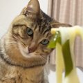 飼い主さんが食べている『うどん』が気になる猫→『可愛すぎる展開』に笑顔…