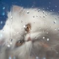 雨の日は猫もダルい？晴れの日との違いと対策