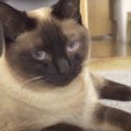 疲れた〜！猫ちゃんのスライディング“バタンキュー”