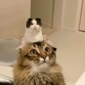 2匹の猫が重なった結果…まさかの『頭から生えているように見える』奇…