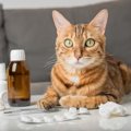 猫アレルギーでも諦めないで！猫と暮らすためのアレルギー対策【獣医師執…