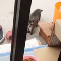 おそるおそるご飯を食べにきた子猫→保護されて数年…『意外な友達』と…