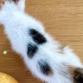 三毛子猫の背中にあった『黒い模様』→成長した結果…あまりにも素敵す…