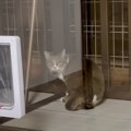 『愛猫が消えた…』行方不明になった猫を探して数日後→『予想外の場所』で…