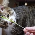 真逆の反応に笑っちゃう！猫草を食べる猫ちゃんたち