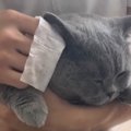 耳掃除をしてもらっている猫→『後ろ足』を見てみたら…まさかの『可愛すぎ…