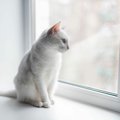 猫は『留守番』に強い？家に残していくときの注意点5つ　ギリギリ何日…