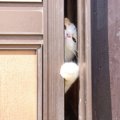 警戒すべき『脱走しやすい猫』の特徴4選　逃がさないために今すぐやる…