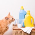 猫に危険な『人間の日用品』とは？注意すべき5つのもの